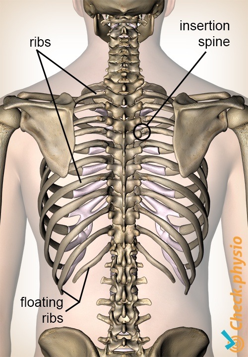 human skeleton ribs back view