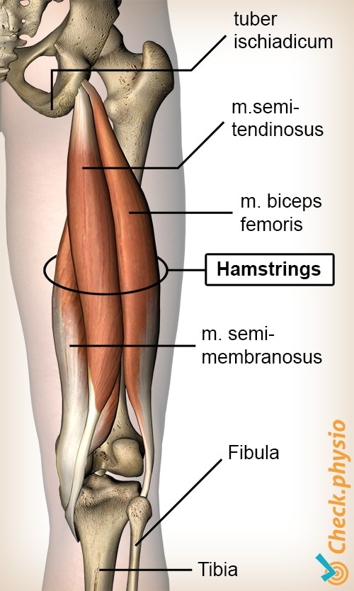 lower-hamstring-tendonitis-causes-symptoms-treatment-and-recovery