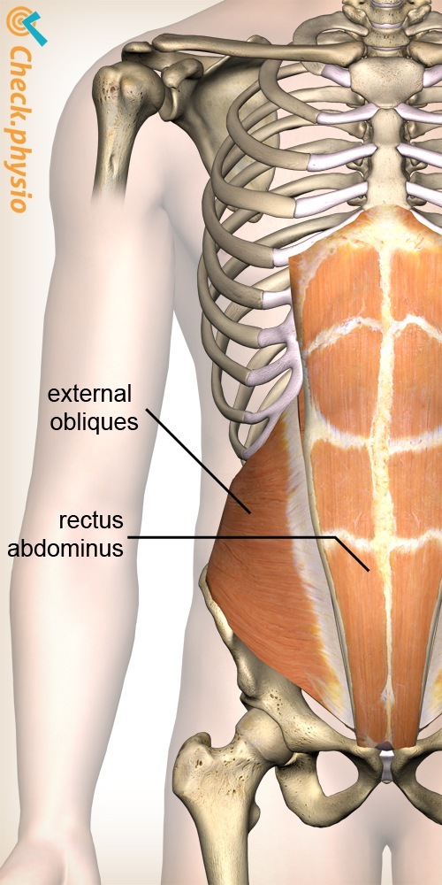 Eighth exercise: Muscle contraction of the lower abdomen
